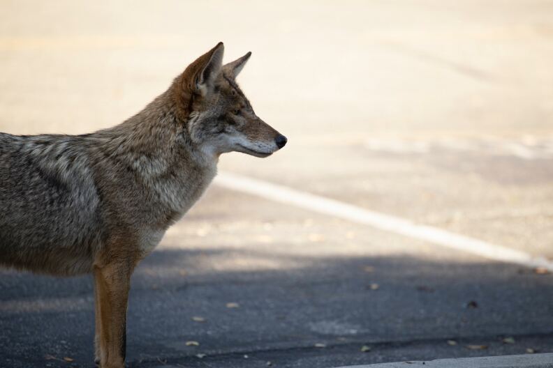 The front of a coyote is seen in profile as it stands on a paved road.