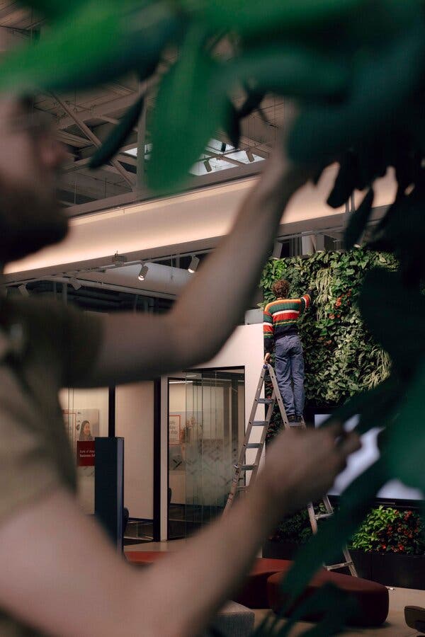 A man in a striped shirt stands on a ladder, tending to a plant that cascades down the wall of an office.