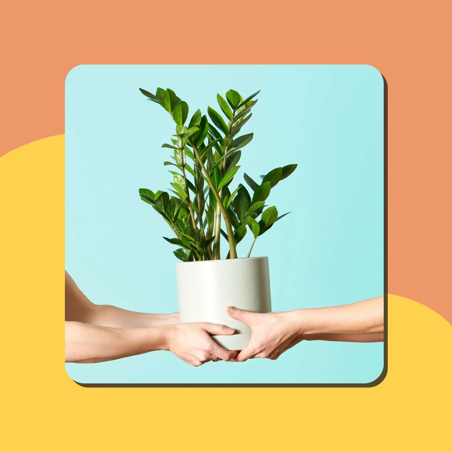 Two people holding a green potted plant