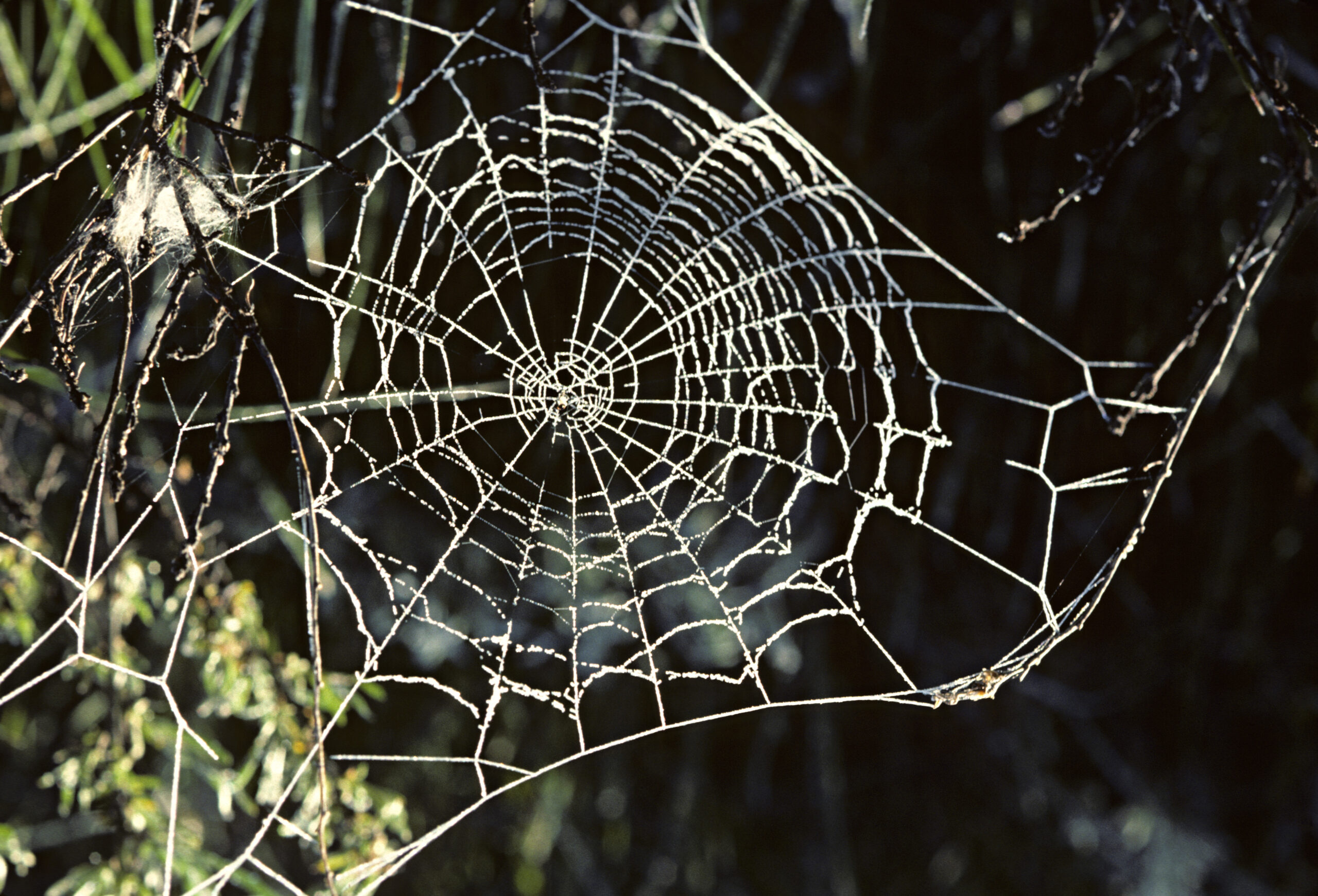 Future fashion materials could come from spiders