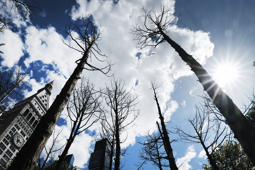 the installation of 49, 40 foot tall barren coastal atlantic cedars is a visual statement about climate change and the potential for future forests of dead and dying trees from saltwater rot in a warming planet