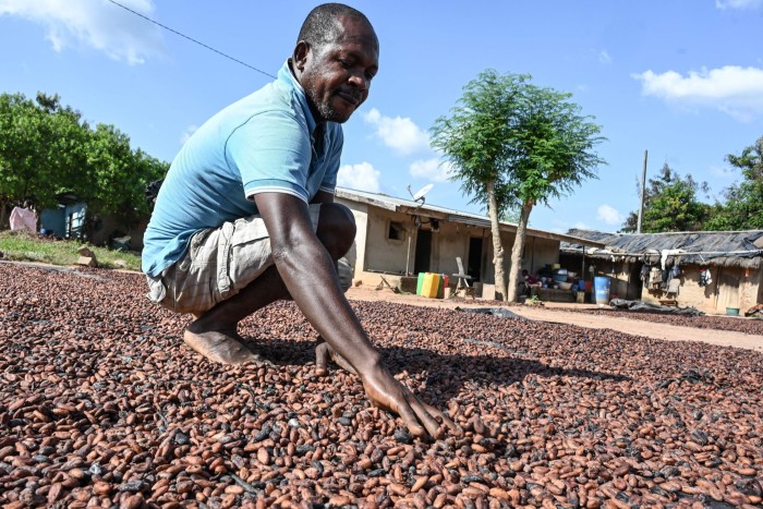 A farmer stirs his cocoa spread in the Ivory Coast vilage of Bringakro