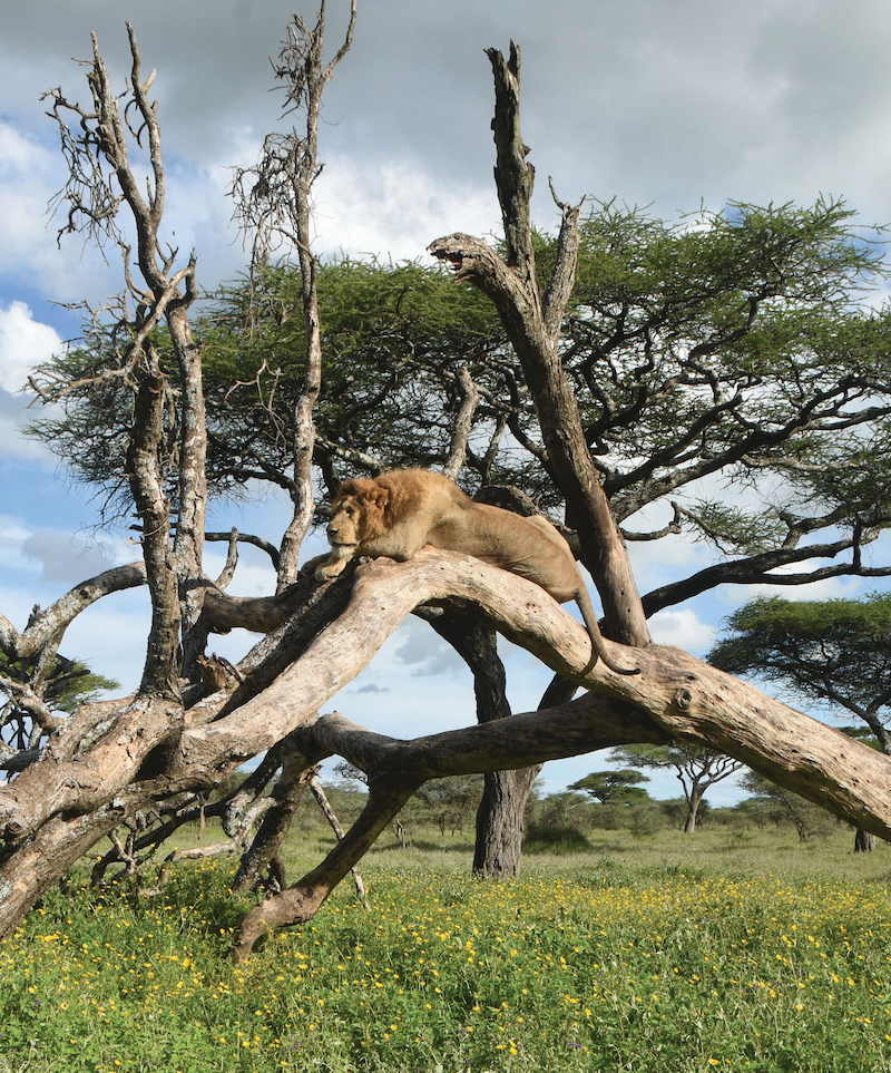 Serengeti_1