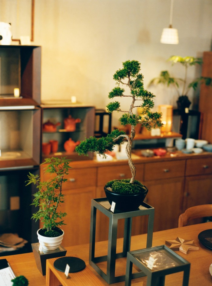 A bonsai tree