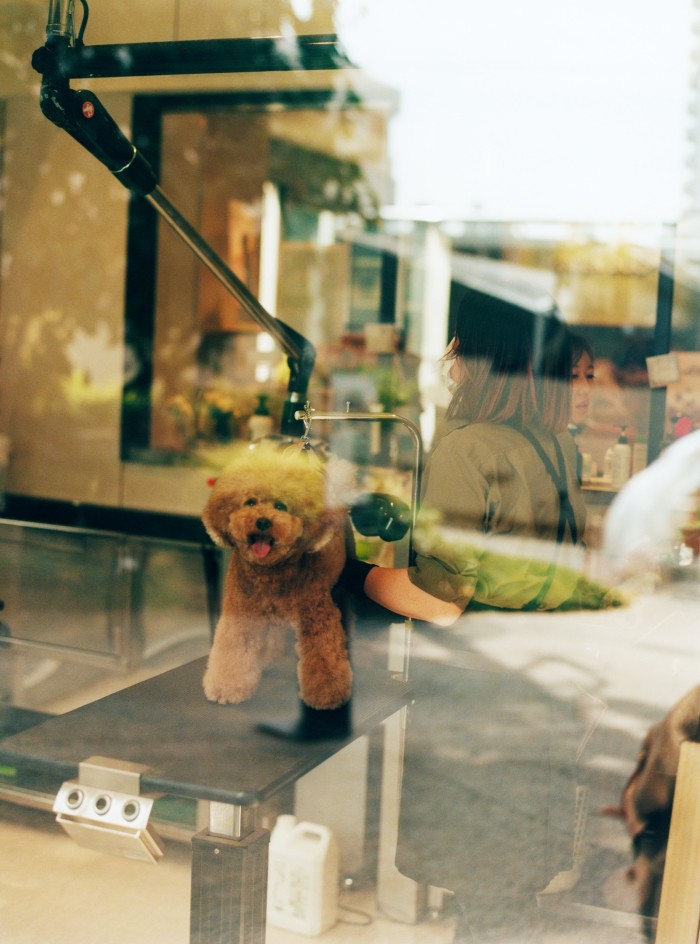 A dog being groomed at in Nakameguro district