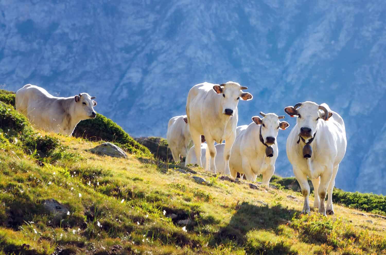 White piedmontese breed cows in the meadows of a mountain pasture on the Maritime Alps (Piedmont, Italy)