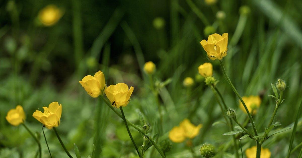 Vibrant yellow buttercups in a lush green meadow, symbolizing natural beauty.